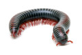 Atopochetus dollfusi Vietnam subadult